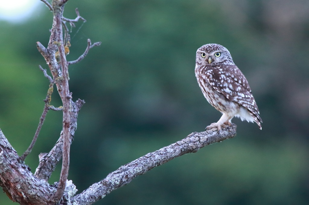 D Couverte Des Rapaces Nocturnes Lpo Ligue Pour La Protection Des